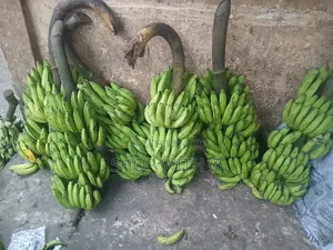 Fresh Bananas - Organic