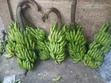 Fresh Bananas - Organic - 1