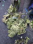 Fresh Bananas - Organic - 3