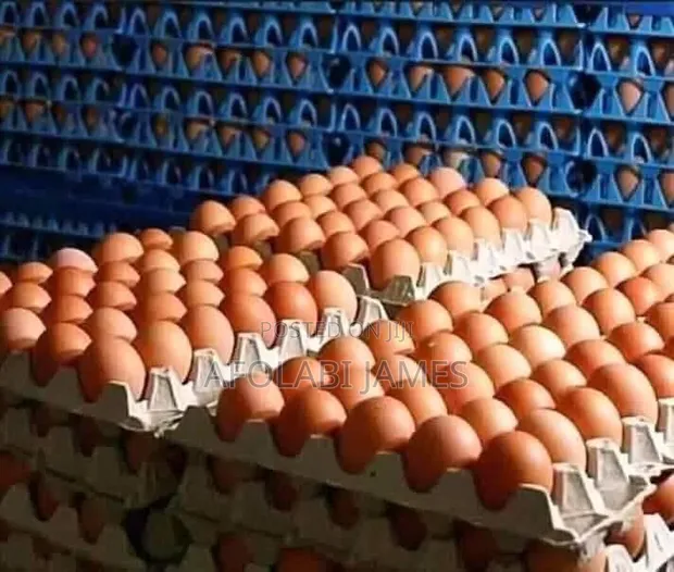 Afolabi Poultry Farm - Jumbo Size Feed - 1