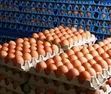 Afolabi Poultry Farm - Jumbo Size Feed - 1
