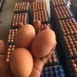 Afolabi Poultry Farm - Jumbo Size Feed - 3