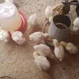 Afolabi Poultry Farm - Jumbo Size Feed - 4