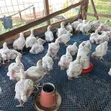 Afolabi Poultry Farm - Jumbo Size Feed - 5