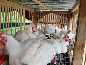 Kaji Masu Girma na Broiler Farare - Masu Girmamawa, Ciyarwa Da Kyau & An yi musu Allurar Riko