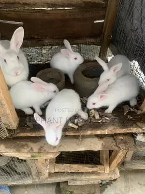 5 Sabbin Dabbobin Zomo na New Zealand White Don Siyarwa