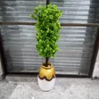 Fiber Pot and Plant - Brand New - 2
