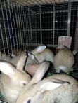 Pure Breed Chinchilla Rabbits - 1