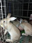 Pure Breed Chinchilla Rabbits - 2