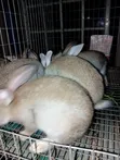 Pure Breed Chinchilla Rabbits - 3