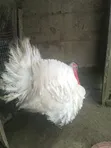 Babban Kaza Namiji Fari - 1
