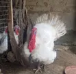 Babban Kaza Namiji Fari - 2