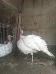 Babban Kaza Namiji Fari - 3
