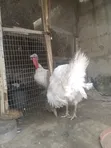 Babban Kaza Namiji Fari - 5