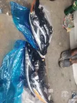Brand New Lexus ES350 2018 Headlights - 1
