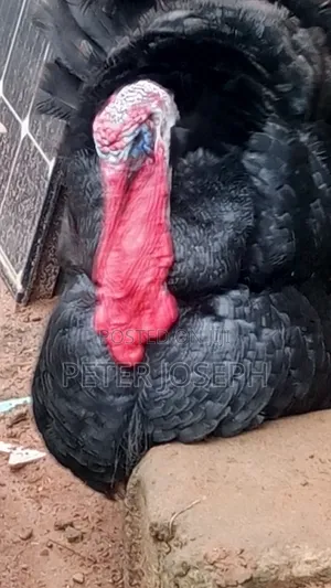 Mature Turkey - Clean Environment