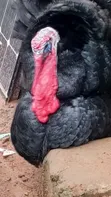 Mature Turkey - Clean Environment - 1