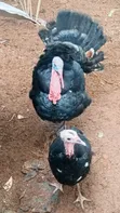 Mature Turkey - Clean Environment - 2
