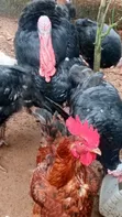 Mature Turkey - Clean Environment - 3