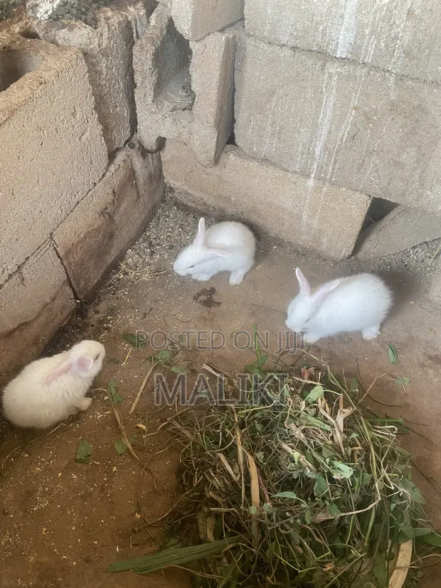 Foreign Rabbit Kits Available - 1