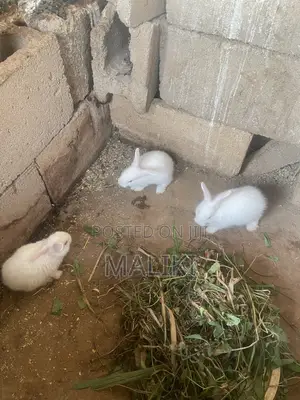 Akwai 'Yan Alade na Kasashen Waje