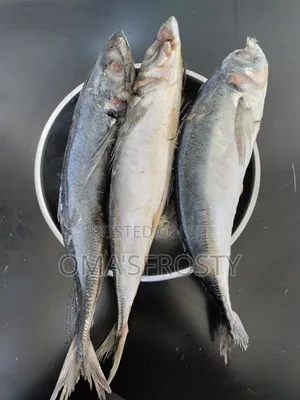 Kote Fish / Horse Mackerel