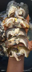 Bayelsa Bush Snails - 50 Pieces - 1