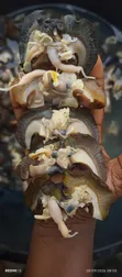Bayelsa Bush Snails - 50 Pieces - 2