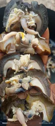 Bayelsa Bush Snails - 50 Pieces - 3