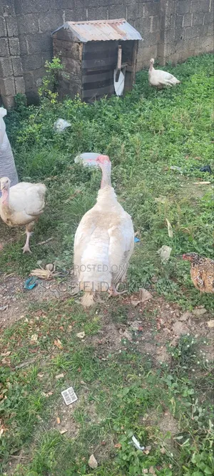 Foreign Turkey - Fully Matured