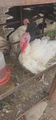 Foreign Turkey - Fully Matured - 3