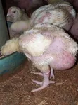 Foreign Turkey - Fully Matured - 5