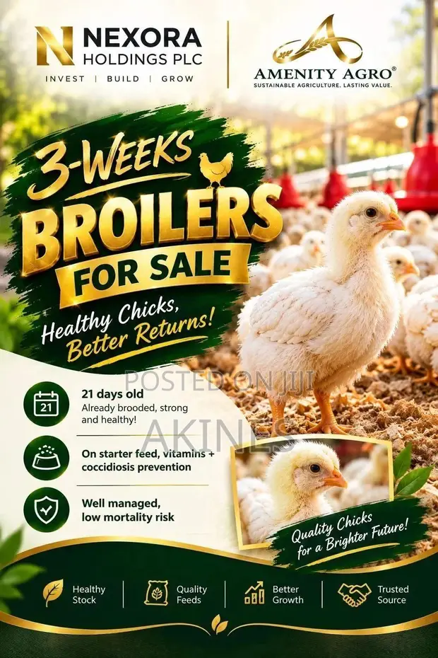 3-Week-Old Starter Agrited Broilers (Ross 308) - Ado Ekiti - 1