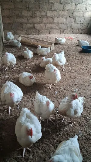6-Week Old Broiler Chickens Available