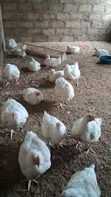 6-Week Old Broiler Chickens Available - 1