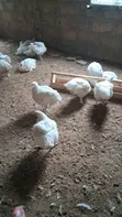 6-Week Old Broiler Chickens Available - 2