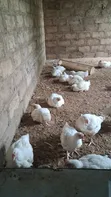 6-Week Old Broiler Chickens Available - 3