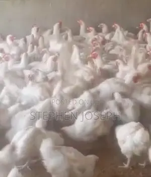 Kaji Masu Girman Broiler Na Makonni 8 Don Siyarwa