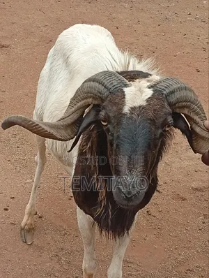 Ragon Lafiya Don Siyarwa