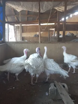 Foreign Turkey - 12-14kg