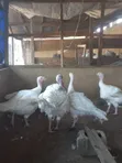 Foreign Turkey - 12-14kg - 1
