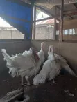 Foreign Turkey - 12-14kg - 2