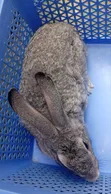 CTL Rabbitry: Pregnant Does, Males, Weaners & Growers Available - 1