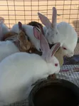 CTL Rabbitry: Pregnant Does, Males, Weaners & Growers Available - 2