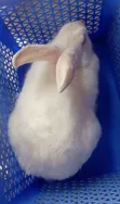 CTL Rabbitry: Pregnant Does, Males, Weaners & Growers Available - 3