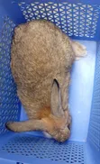 CTL Rabbitry: Pregnant Does, Males, Weaners & Growers Available - 4