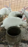 CTL Rabbitry: Pregnant Does, Males, Weaners & Growers Available - 5
