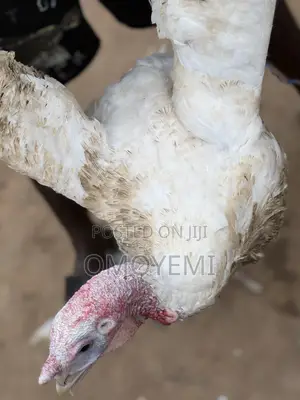 Foreign Turkey for Sale