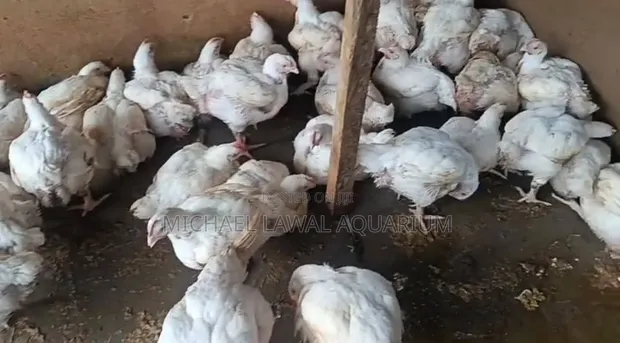 Broiler Chickens - 7 Weeks Old - 1