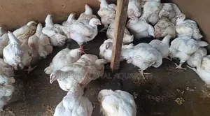 Broiler Chickens - 7 Weeks Old